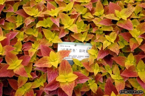 ‘紅黃’復(fù)色彩葉草