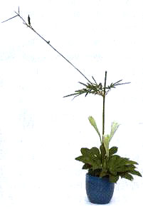 3在中心部位插入3支百合，高度約為竹枝的1／2。