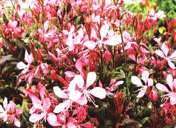 ~ǧB(Gaura lindheimenCrimson Bunerny)