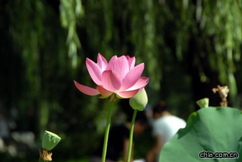 圓明園荷花展