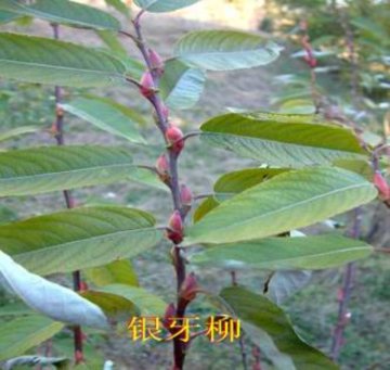 銀芽柳
