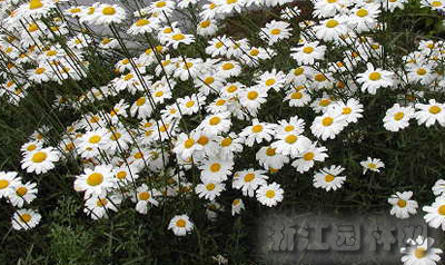 除蟲菊
