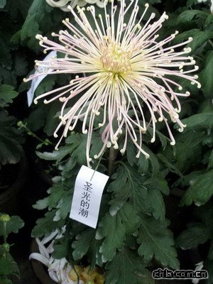北海公園舉辦第二十九屆菊花展