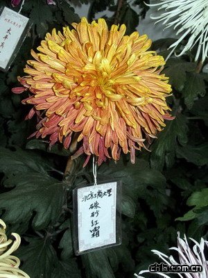 北海公園舉辦第二十九屆菊花展