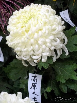 北海公園舉辦第二十九屆菊花展
