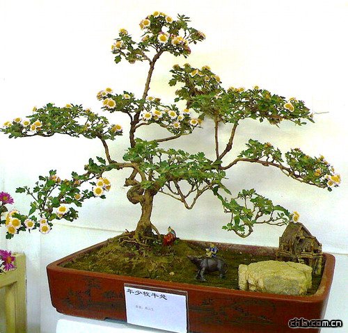 08年北海菊展內菊花盆景欣賞(組圖)