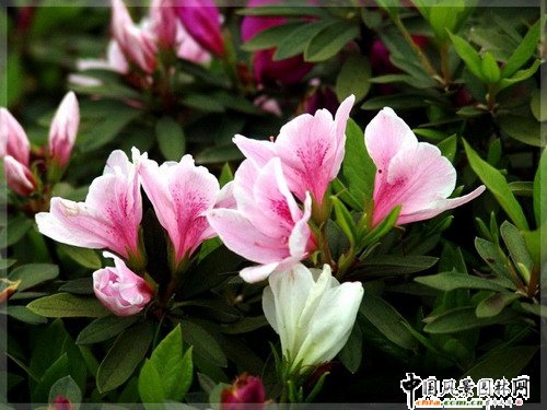 杜鵑花(圖)