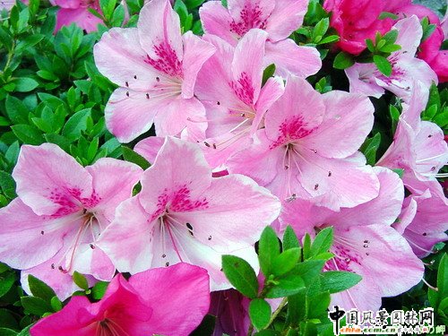 杜鵑花(圖)