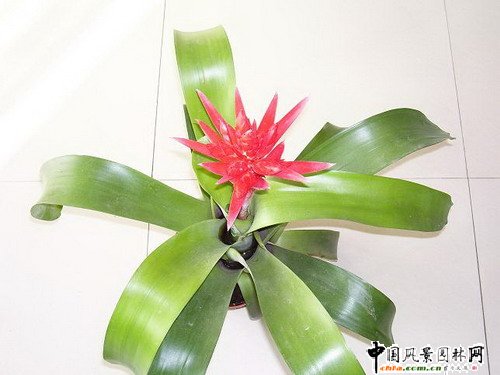 觀賞鳳梨品種欣賞