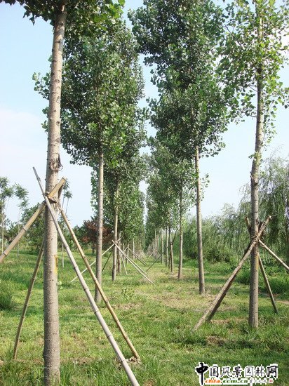 2008社會優(yōu)質(zhì)工程之大興區(qū)舊宮鎮(zhèn)旺興湖郊野公園