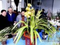 黃石大型蘭花展 100多個品種競相亮相