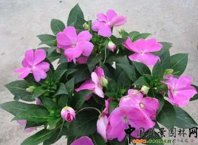 新幾內(nèi)亞鳳仙(圖)