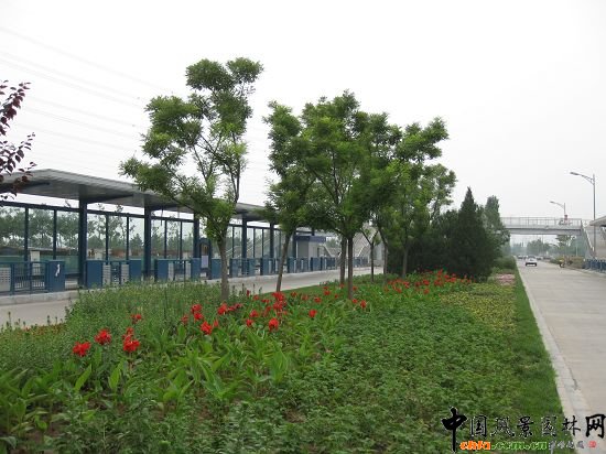 點(diǎn)綴花卉
