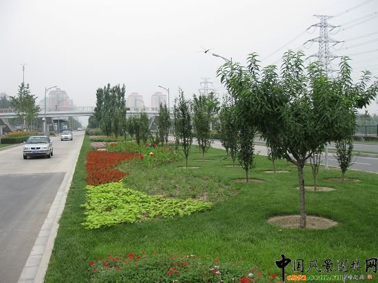 中間隔離帶造景