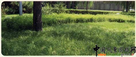 2008年北京市林木良種--京研青綠苔草