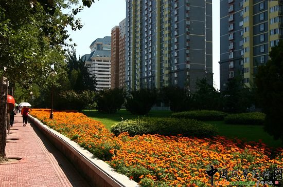 與老山西街交匯口南側綠地流線型種植花卉
