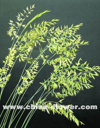 多年生觀賞草新品種介紹(組圖)藍羊茅