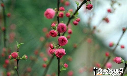 踏雪尋梅 梅花風景圖片總集賞析(組圖)