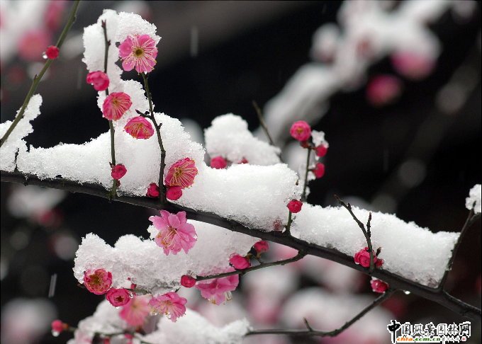 踏雪尋梅 梅花風(fēng)景圖片總集賞析(組圖)