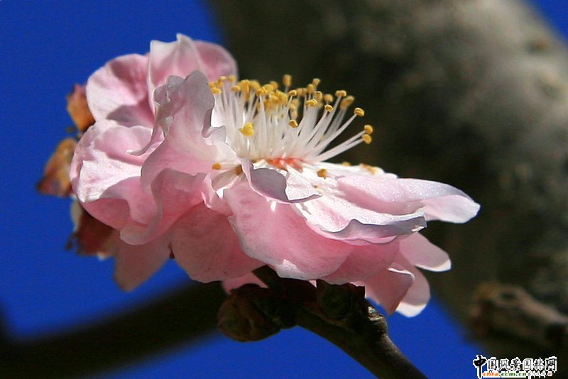 踏雪尋梅 梅花風景圖片總集賞析(組圖)