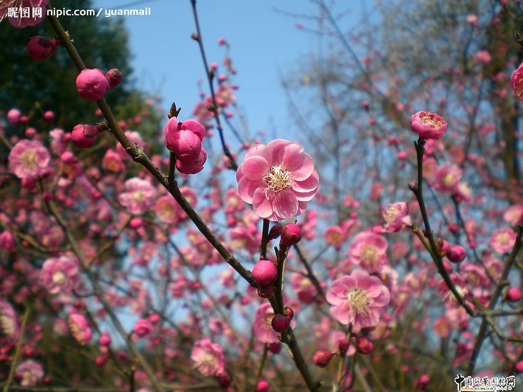 踏雪尋梅 梅花風(fēng)景圖片總集賞析(組圖)