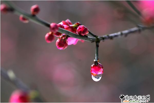 踏雪尋梅 梅花風(fēng)景圖片總集賞析(組圖)