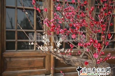 踏雪尋梅 梅花風景圖片總集賞析(組圖)