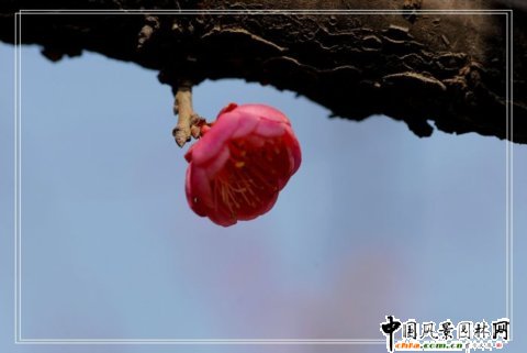踏雪尋梅 梅花風景圖片總集賞析(組圖)