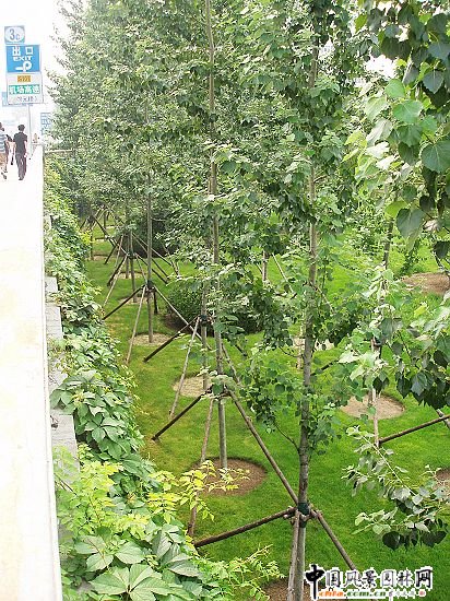 首都機(jī)場三元橋