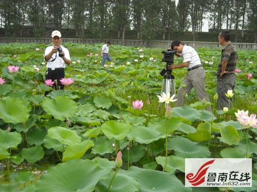 山東:棗莊臺兒莊區運河濕地400余種荷花競相綻放