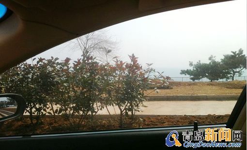 風(fēng)景園林 青島 東海路 種苗木 遮海