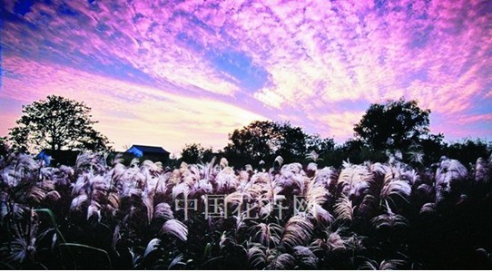 西溪濕地 綜合保護(hù) 濕地文化