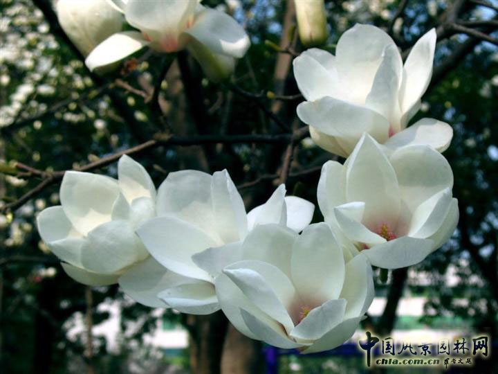 花卉 玉蘭 春