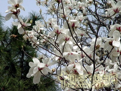 花卉 玉蘭 春