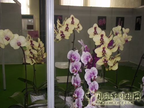 中國風景園林網 展會信息 花卉展