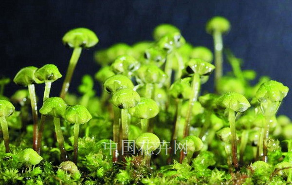 苔蘚 植物 研究