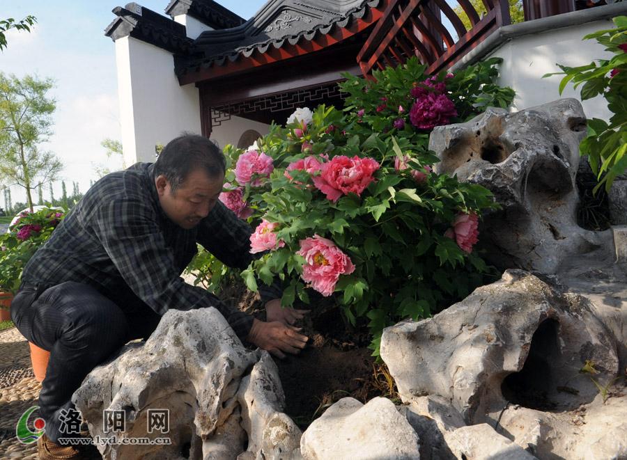 洛陽 牡丹 荷蘭