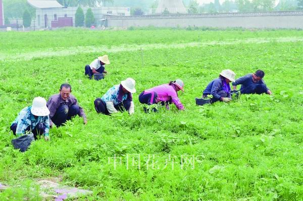 野花 花卉 養(yǎng)護