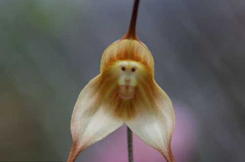 小龍?zhí)m花 花卉 植物
