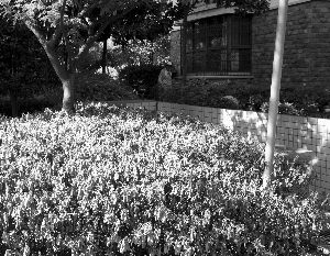 江蘇 綠化 杜鵑