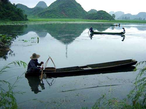 云南 野荷花 普者黑
