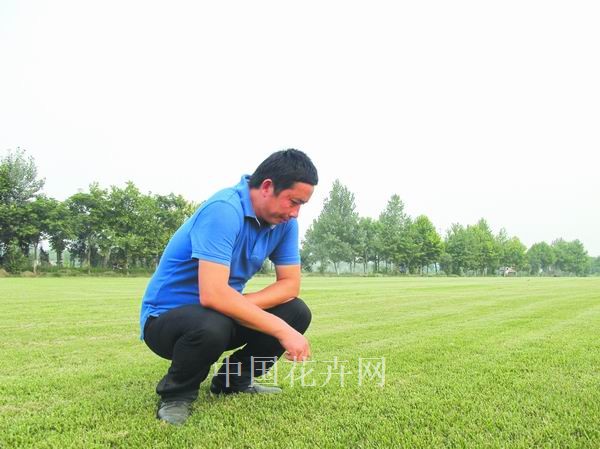 草坪 草圃 綠化