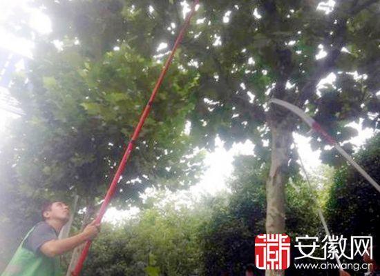 安徽 合肥 綠化