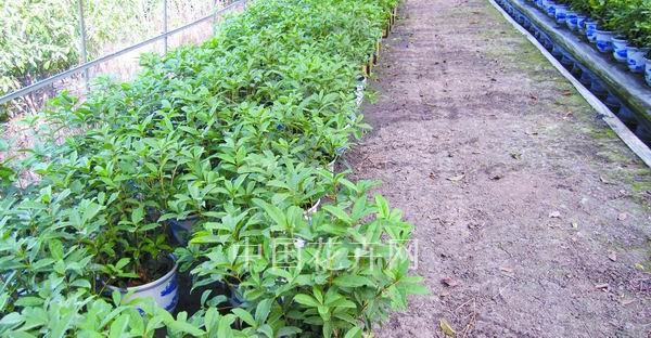 盆栽 日香桂 生產(chǎn)