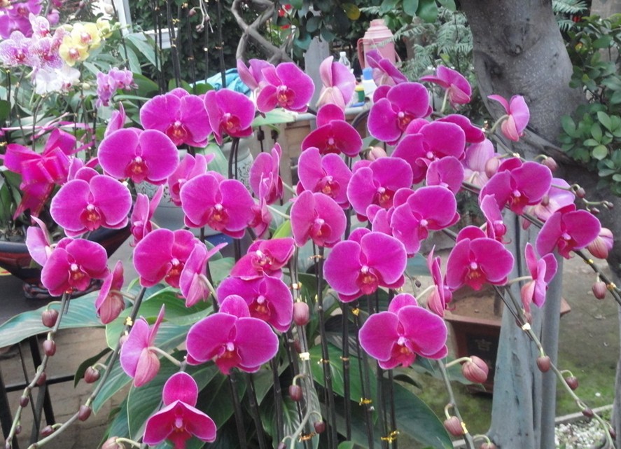 天津 花卉 市場