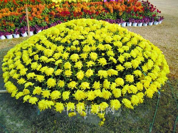 大立菊 養(yǎng)護(hù) 栽培