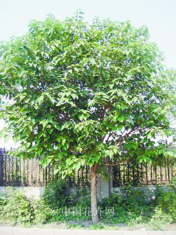 構(gòu)樹 行道樹 生長習(xí)性