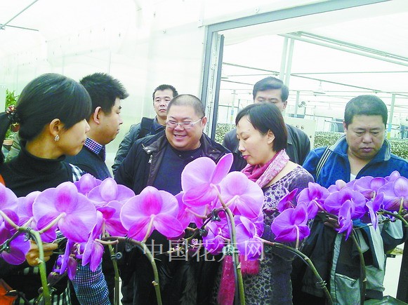 行道樹 養(yǎng)護(hù) 管理