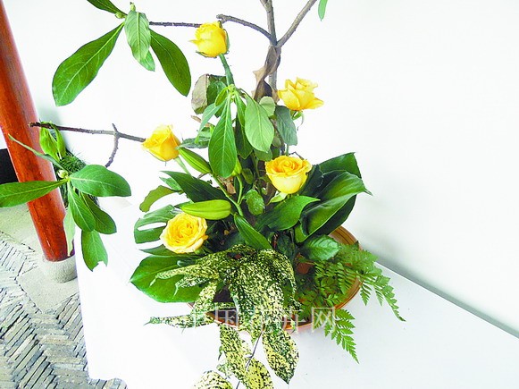 月季 栽培 養(yǎng)護(hù)