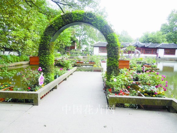 月季 栽培 養(yǎng)護(hù)